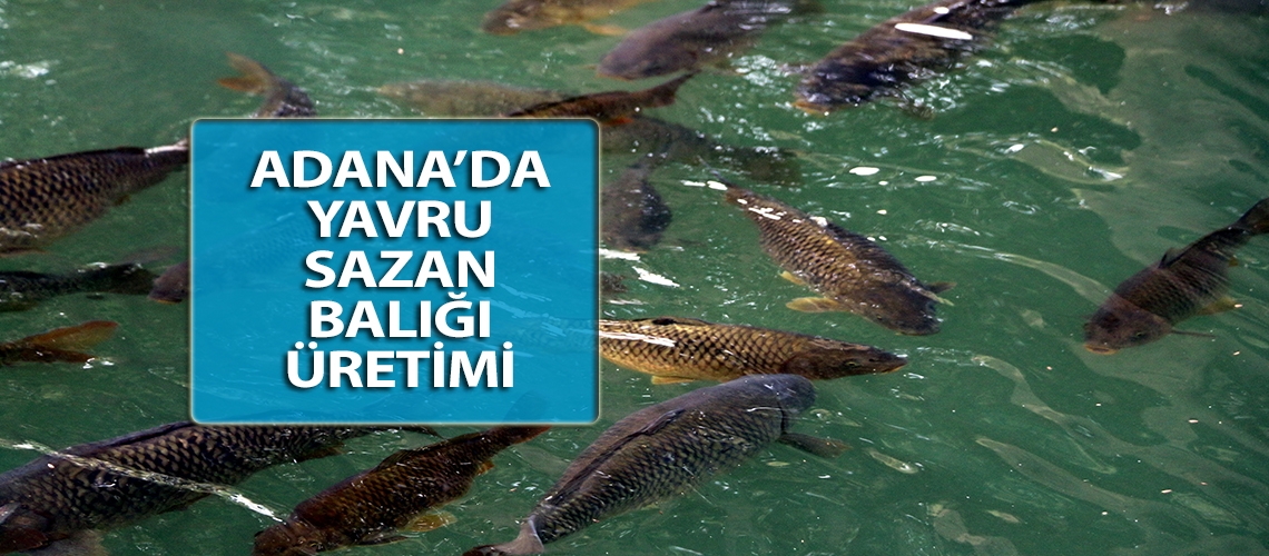 Adana’da yavru sazan balığı üretimi