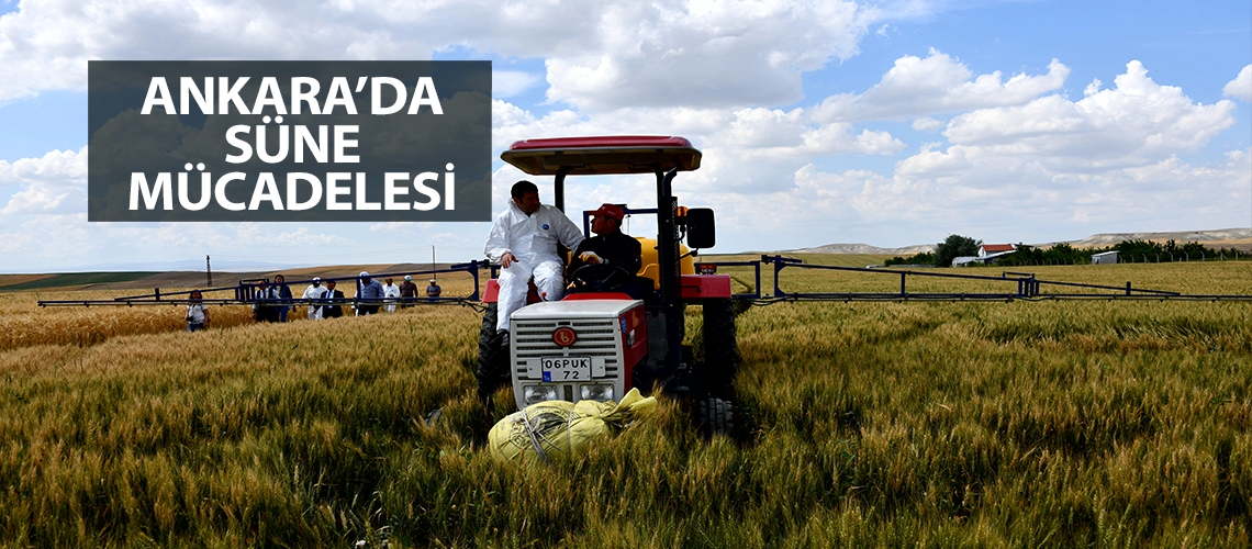 Ankara’da süne mücadelesi devam ediyor