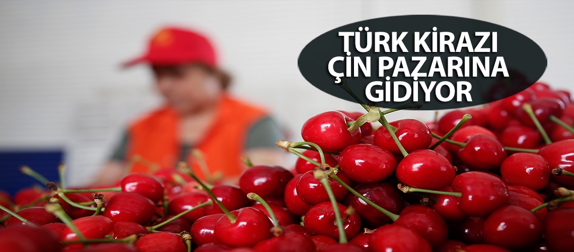 Türk kirazı Çin pazarına gidiyor