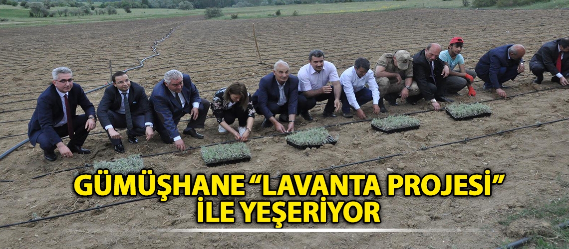 Gümüşhane “Lavanta Projesi” ile yeşeriyor