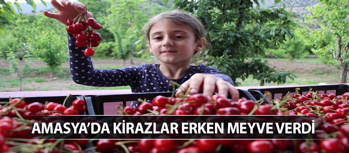 Amasya’da kirazlar erken meyve verdi