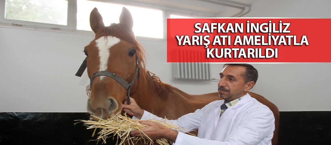 Safkan İngiliz yarış atı ameliyatla kurtarıldı