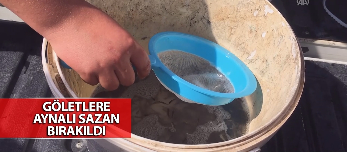 Göletlere aynalı sazan bırakıldı