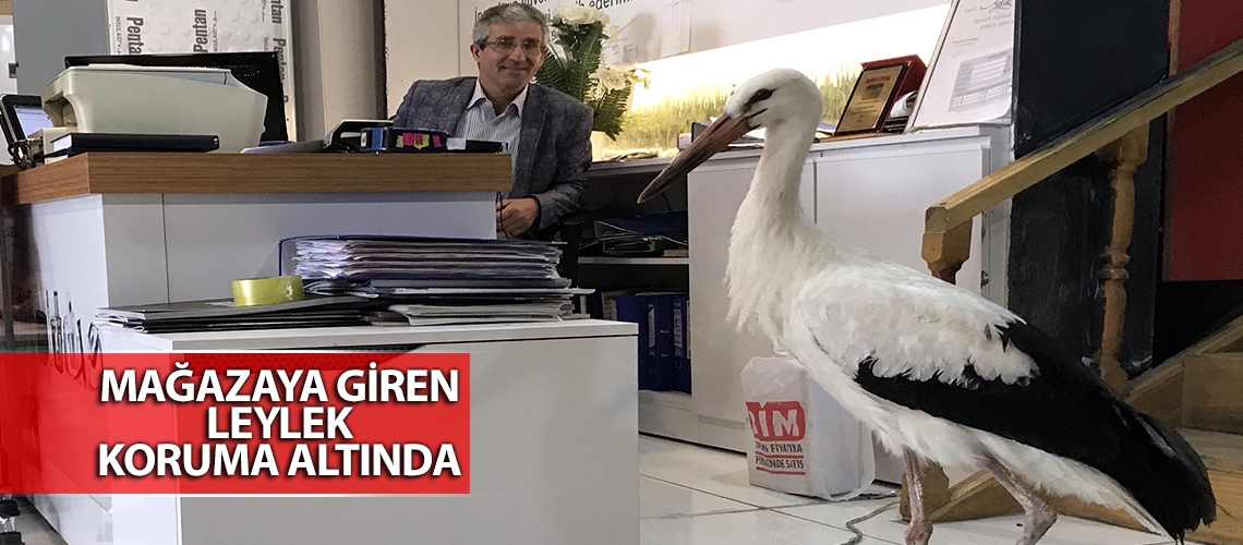 Mağazaya giren leylek koruma altında