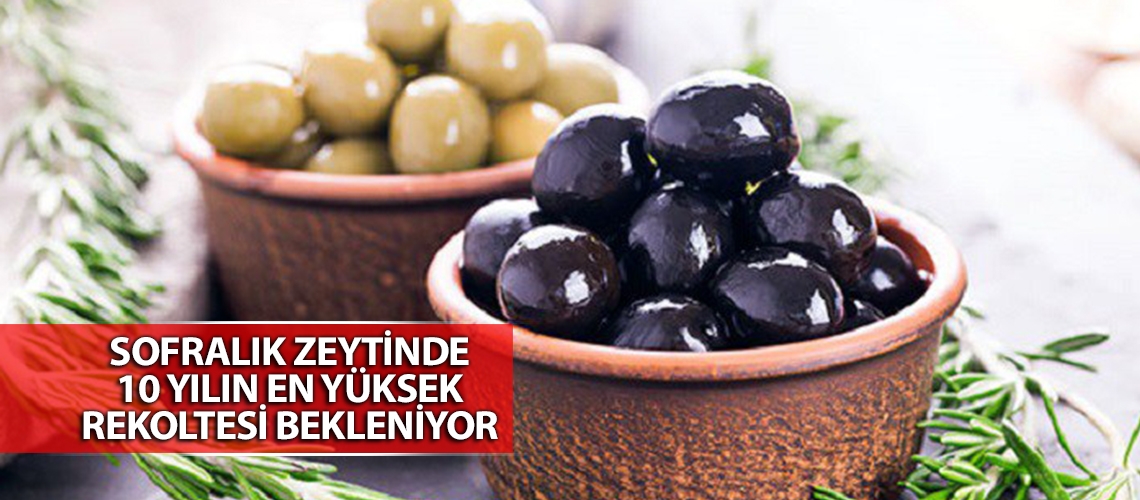 Sofralık zeytinde 10 yılın en yüksek rekoltesi bekleniyor