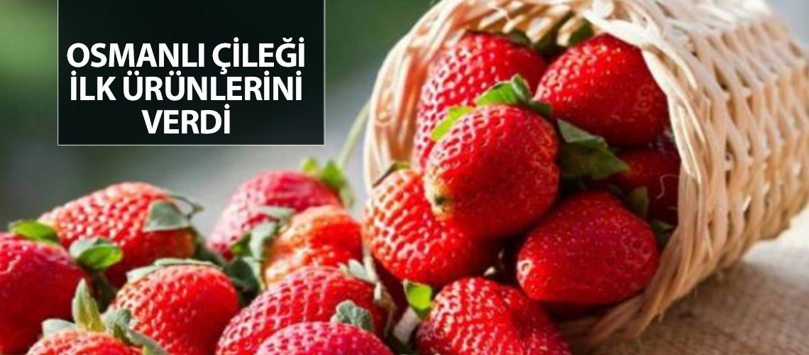 Osmanlı çileği ilk ürünlerini verdi