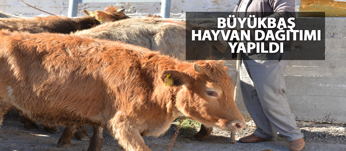 Büyükbaş hayvan dağıtımı yapıldı