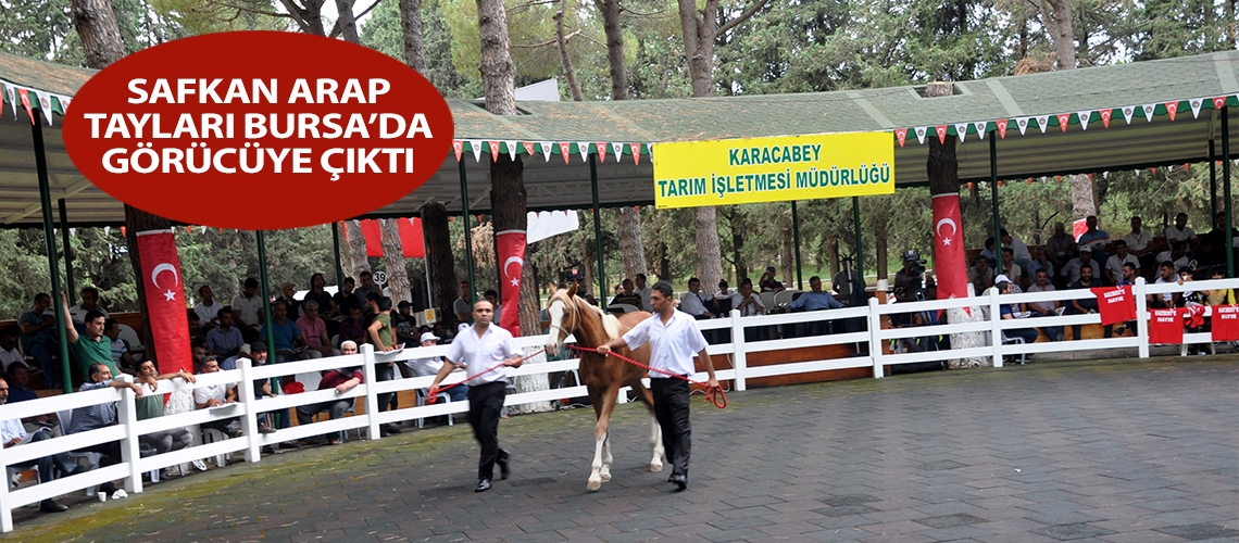 Safkan Arap tayları Bursa’da görücüye çıktı