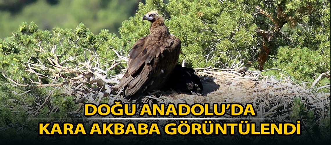 Doğu Anadolu’da kara akbaba görüntülendi