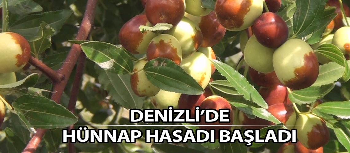 Denizli’de hünnap hasadı başladı