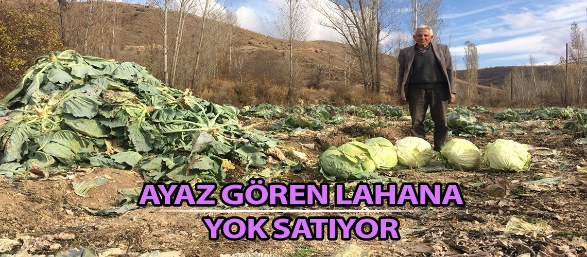 Ayaz gören lahana yok satıyor