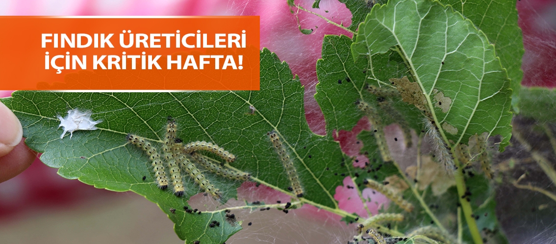 Fındık üreticileri için kritik hafta!