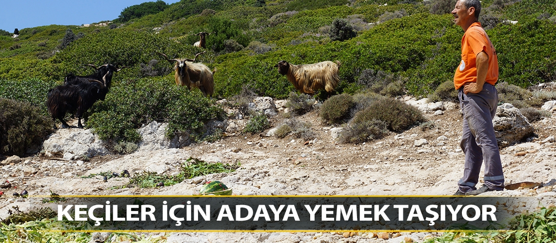 Keçiler için adaya yemek taşıyor