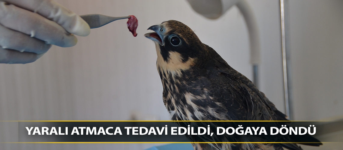 Yaralı atmaca tedavi edildi, doğaya döndü