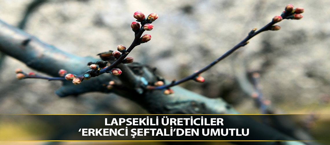 Lapsekili üreticiler 