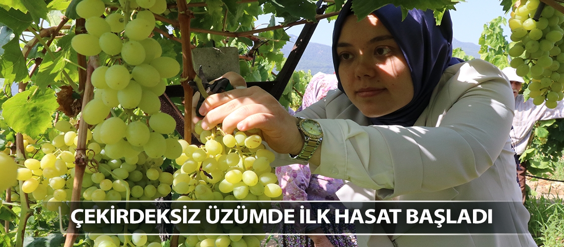 Çekirdeksiz üzümde ilk hasat başladı