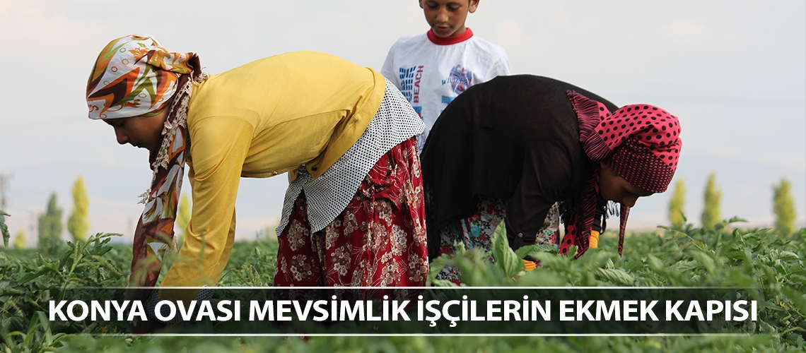 Konya Ovası mevsimlik işçilerin ekmek kapısı