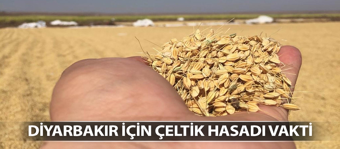 Diyarbakır için çeltik hasadı vakti