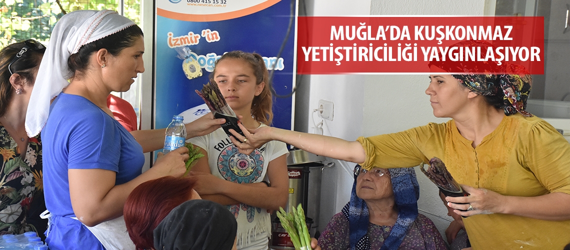 Muğla’da kuşkonmaz yetiştiriciliği yaygınl aşıyor