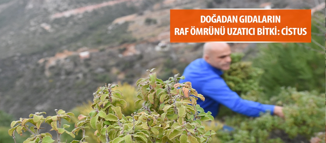 Doğadan gıdaların raf ömrünü uzatıcı bitki: Cistus