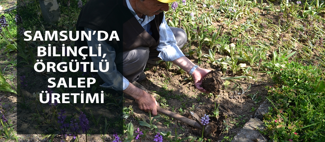 Samsun’da bilinçli, örgütlü salep üretimi