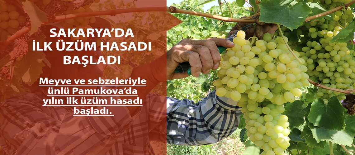 Sakarya’da ilk üzüm hasadı başladı