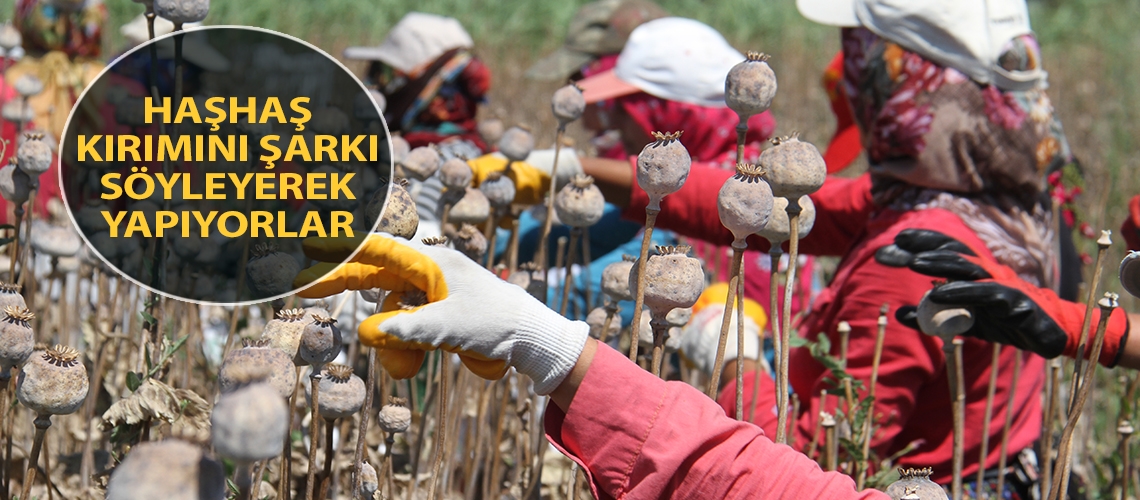 Haşhaş kırımını şarkı söyleyerek yapıyorlar