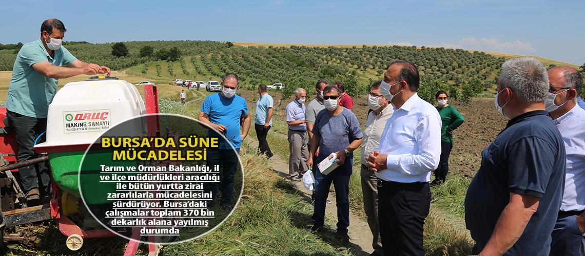 Bursa’da süne mücadelesi