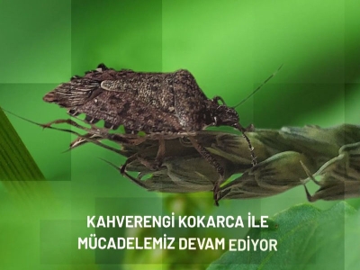 Kahverengi Kokarca