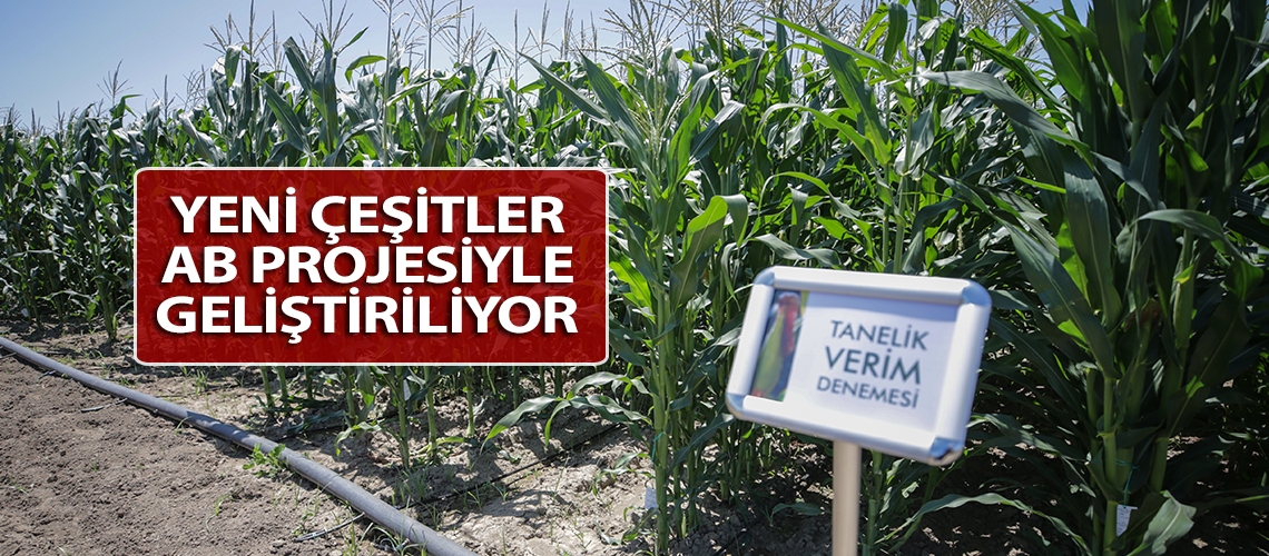 Yeni çeşitler AB projesiyle geliştiriliyor