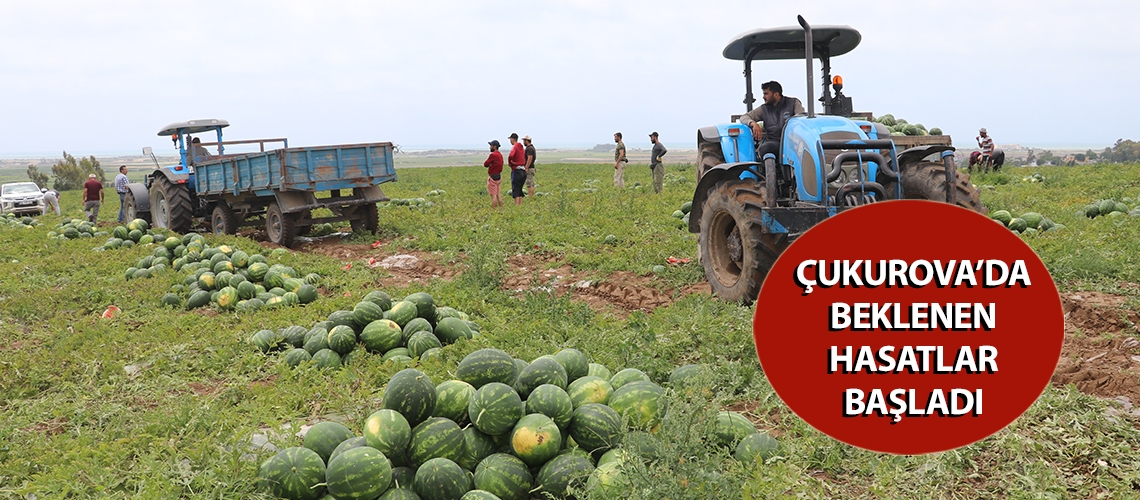 Çukurova’da beklenen hasatlar başladı