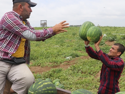 Çukurova’da beklenen hasatlar başladı