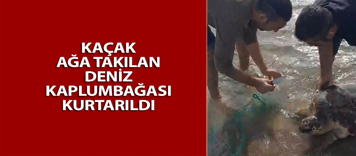 Kaçak ağa takılan deniz kaplumbağası kurtarıldı