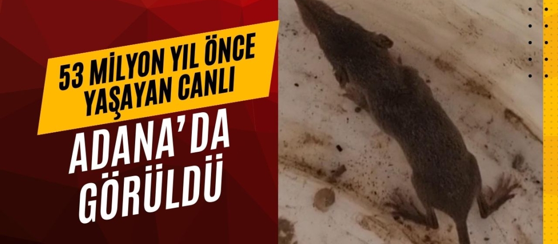 53 milyon yıl önce yaşayan canlı Adana’da görüldü