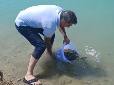 Kozan'da göllere sazan yavrusu bırakıldı