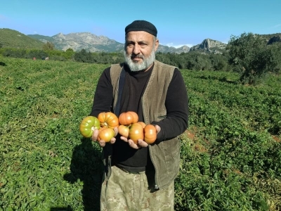 Adana’nın güz domatesleri tezgahlara geliyor