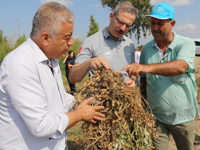 Yerfıstığı hasadında hedef yüksek rekolte