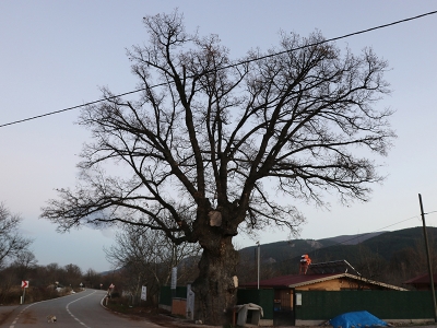 Anıt ağaçlar ihtişamlarıyla göz kamaştırıyor