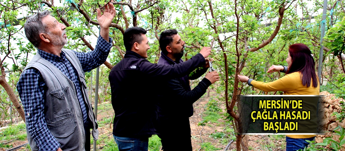 Mersin’de çağla hasadı başladı