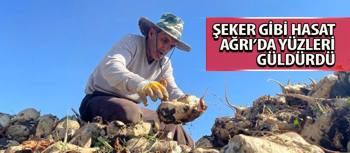 Şeker gibi hasat Ağrı’da yüzleri güldürdü