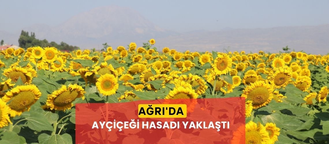 Ağrı'da ayçiçeği hasadı yaklaştı