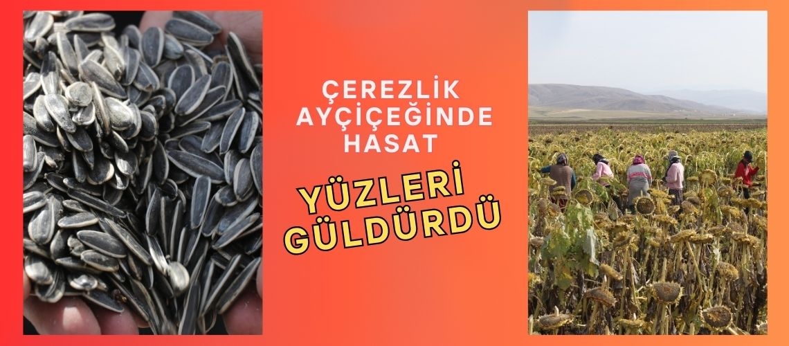 Çerezlik ayçiçeğinde hasat yüzleri güldürdü