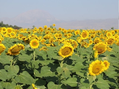 Ağrı'da ayçiçeği hasadı yaklaştı