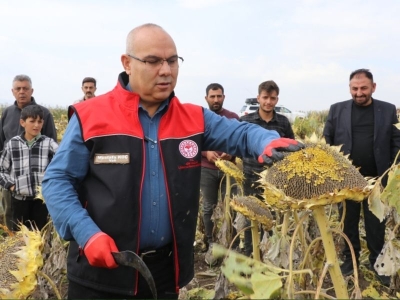 Çerezlik ayçiçeğinde hasat yüzleri güldürdü