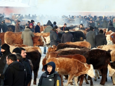 Ağrı hayvan borsasında kış molası yok