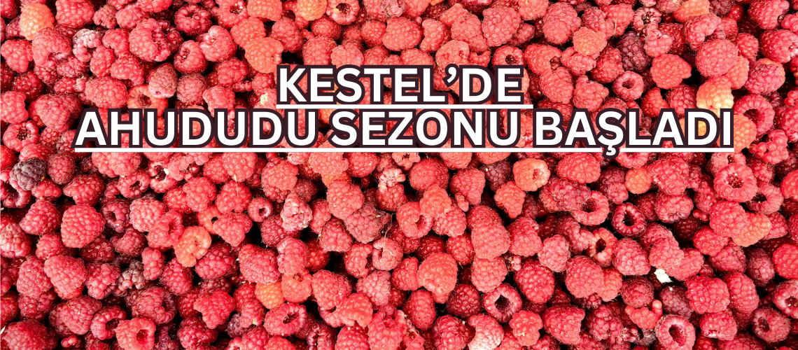 Kestel’de ahududu sezonu başladı