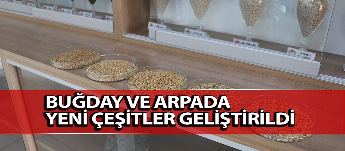 Buğday ve arpada yeni çeşitler geliştirildi