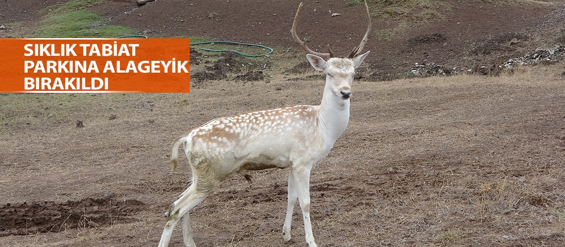 Sıklık Tabiat Parkına alageyik bırakıldı