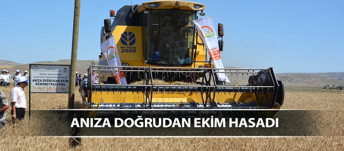 Anıza doğrudan ekim hasadı