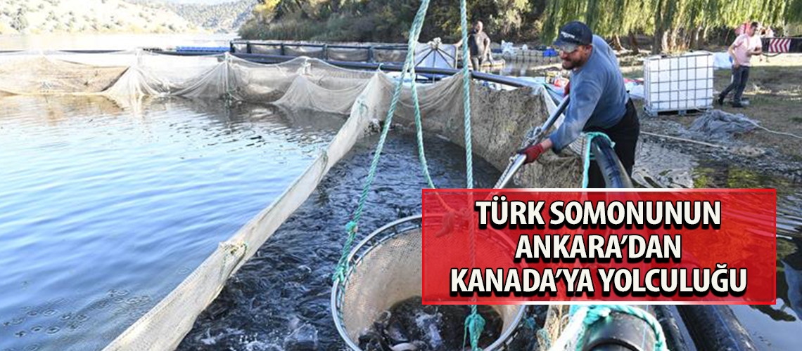 Türk somonunun Ankara’dan Kanada’ya yolculuğu